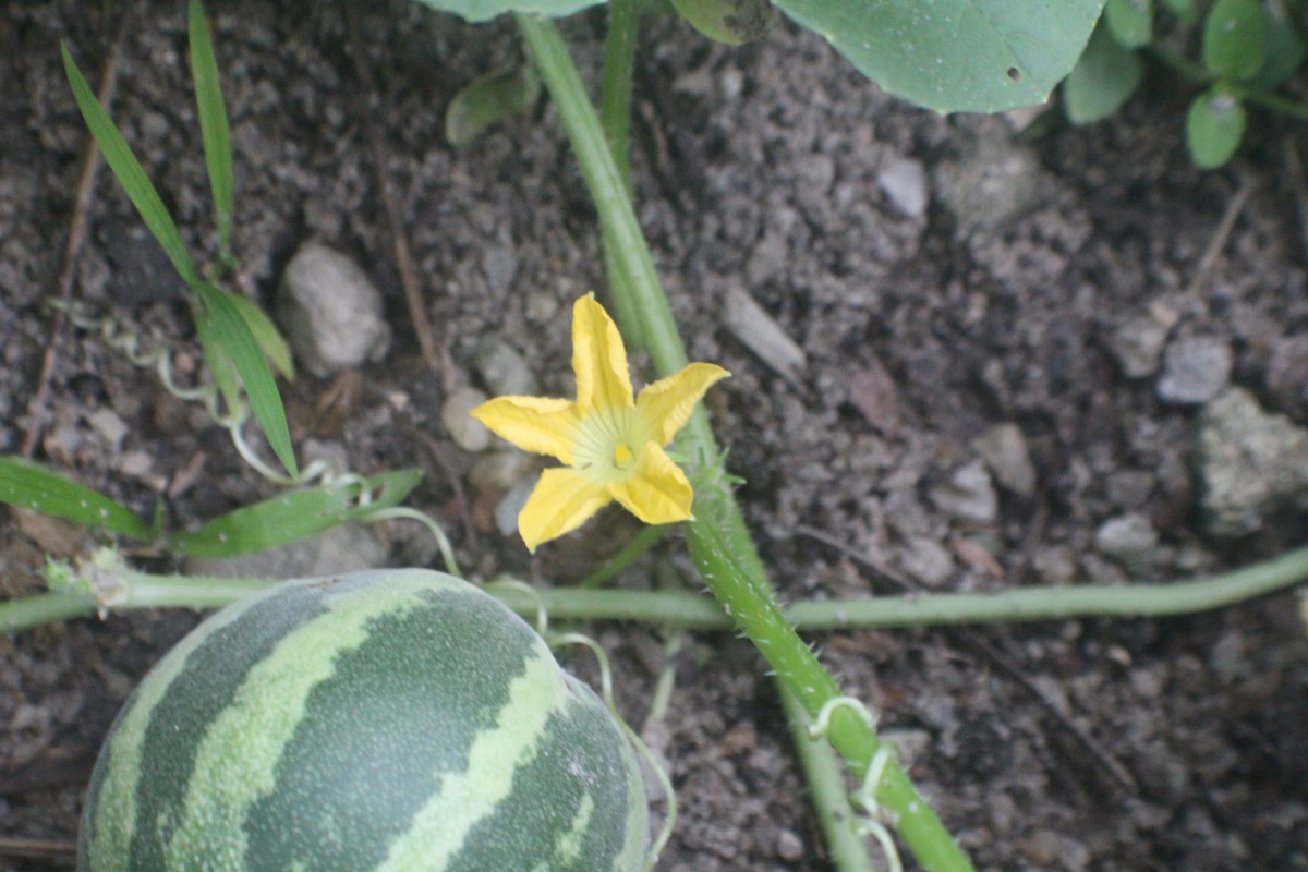 Cucumis melo L.